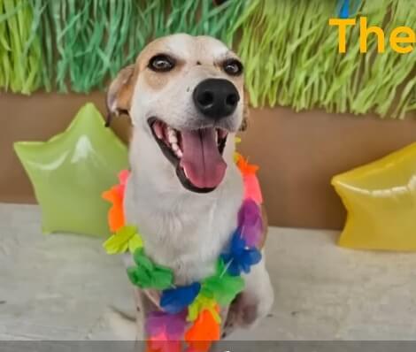 Polito in his best form