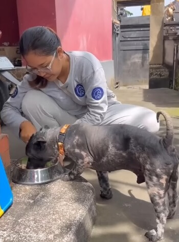 Poleng is being taken care in his forever home