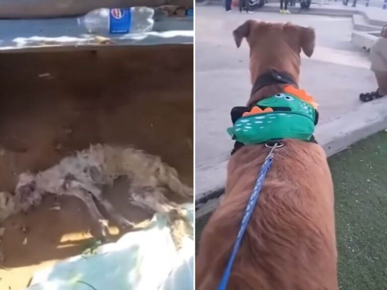 Angelito rescue story