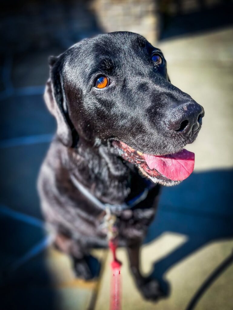 Image source: Instagram@matts_paws