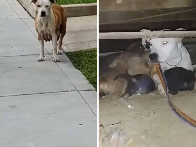 Betty Boop Rescue Story