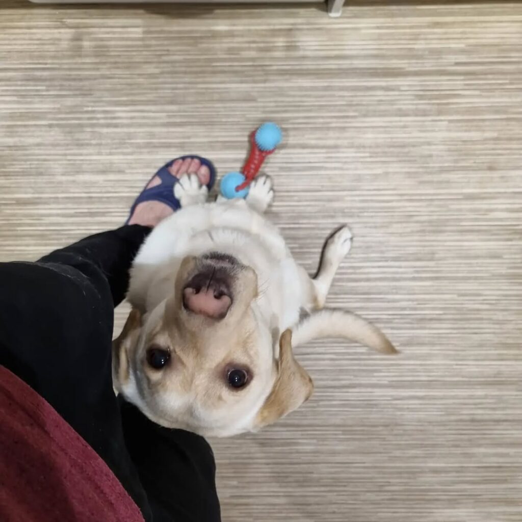 Image source: Instagram@freyalabpup