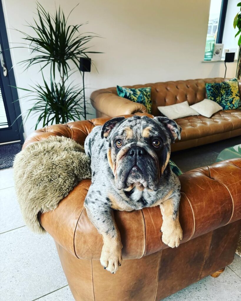 Instagram@higgsgemma