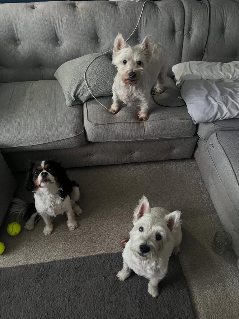 Instagram@happyhoundswithella