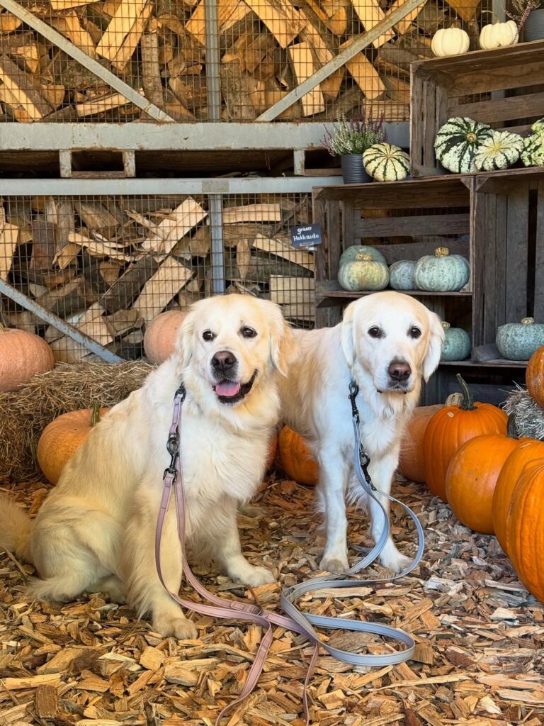 Image source: Instagram@smilli_the_goldens