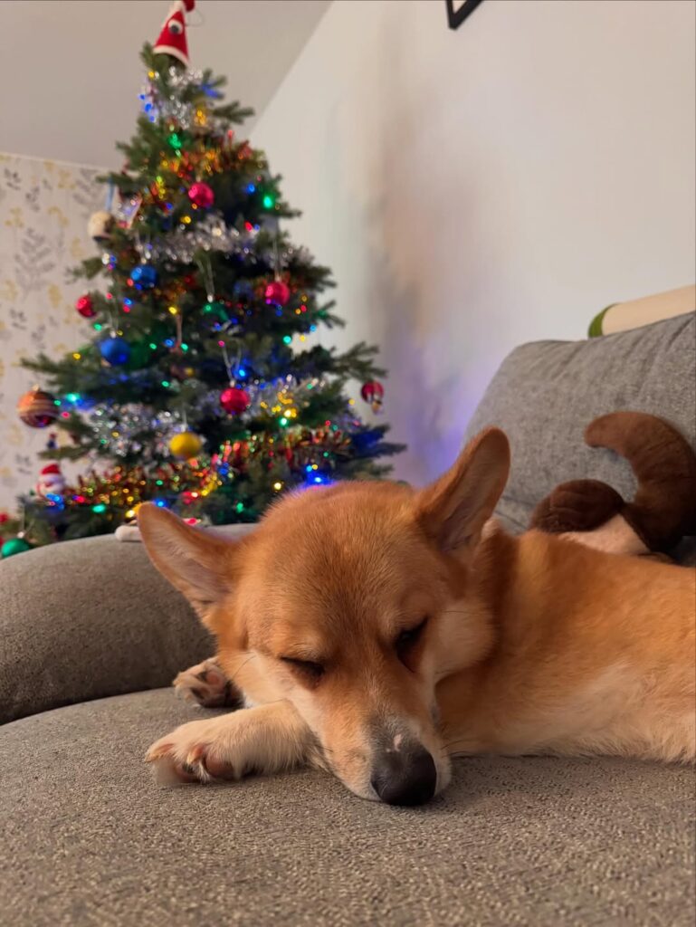 Image source: Instagram@bella_and_bowie_adventures