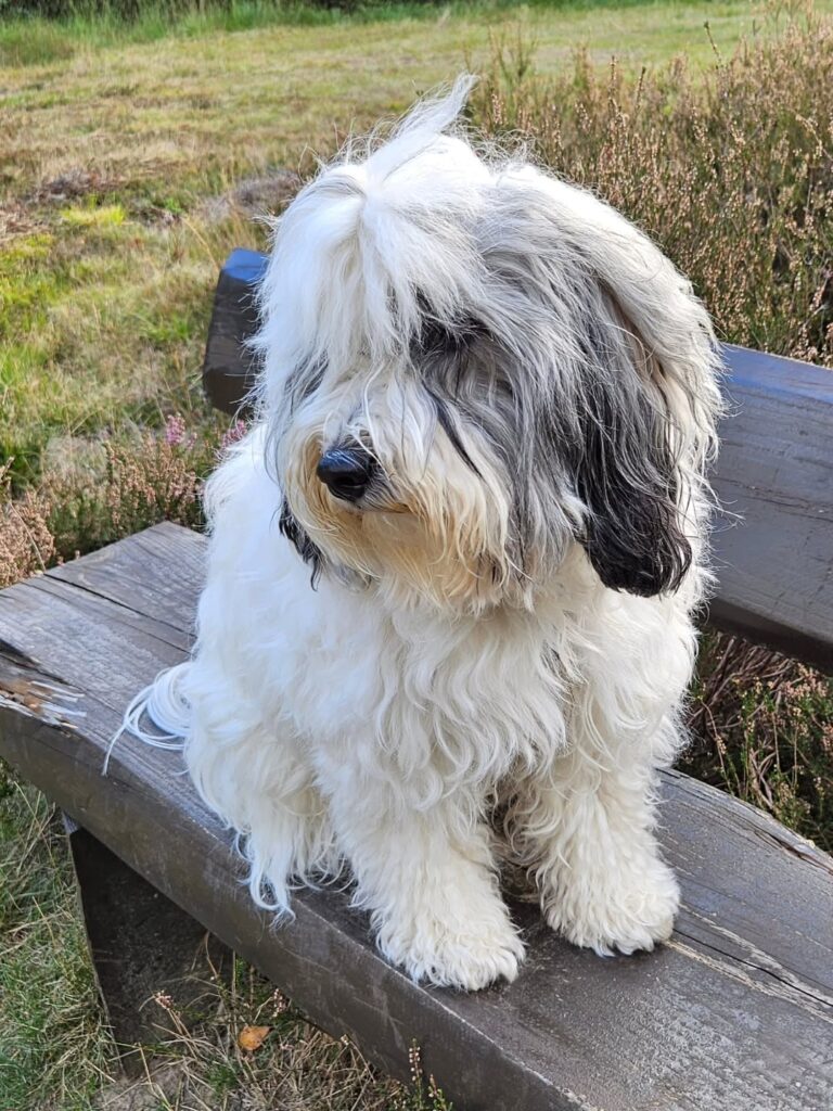 Image source: Instagram@aro_der_tibi