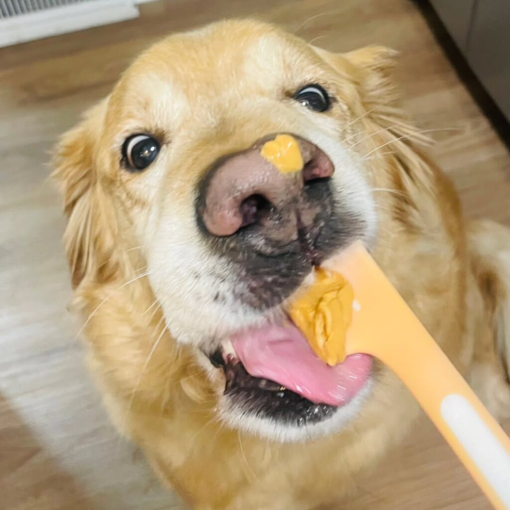 Instagram@mygoldieboo