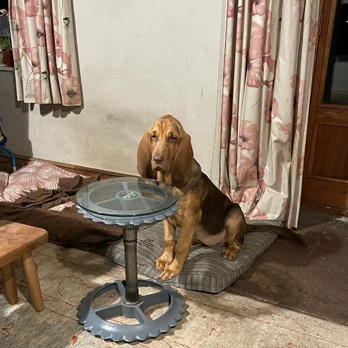 Image source: Instagram@maud_the_bloodhound