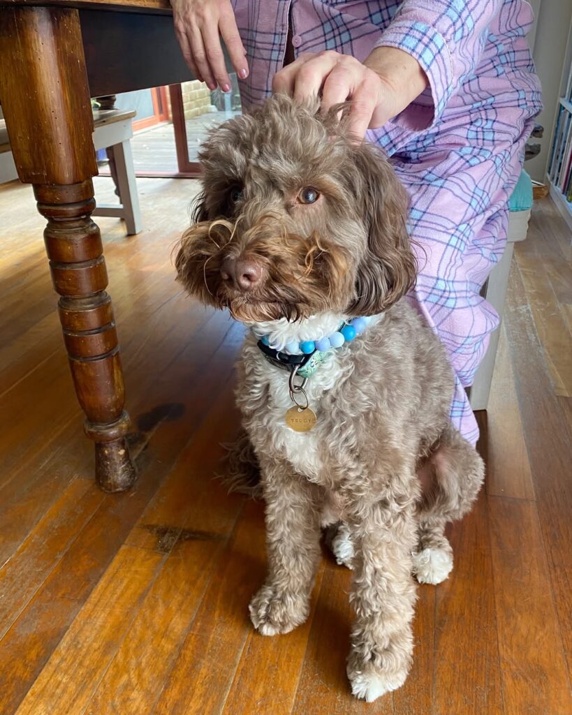 Image source: Instagram@i.am.tiny.teddy