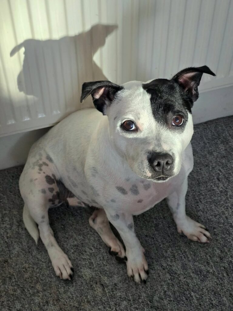 low energy vs high energy dogs