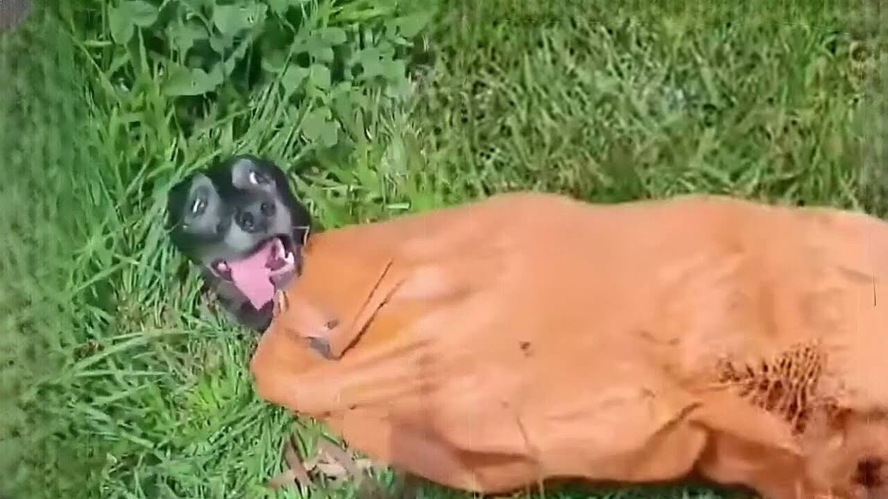 Milagros rescue story