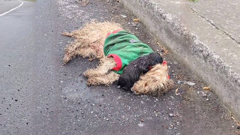 Natalie and Cookie rescue story