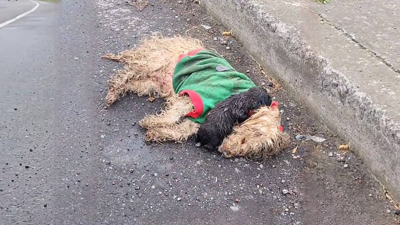 Natalie and Cookie rescue story