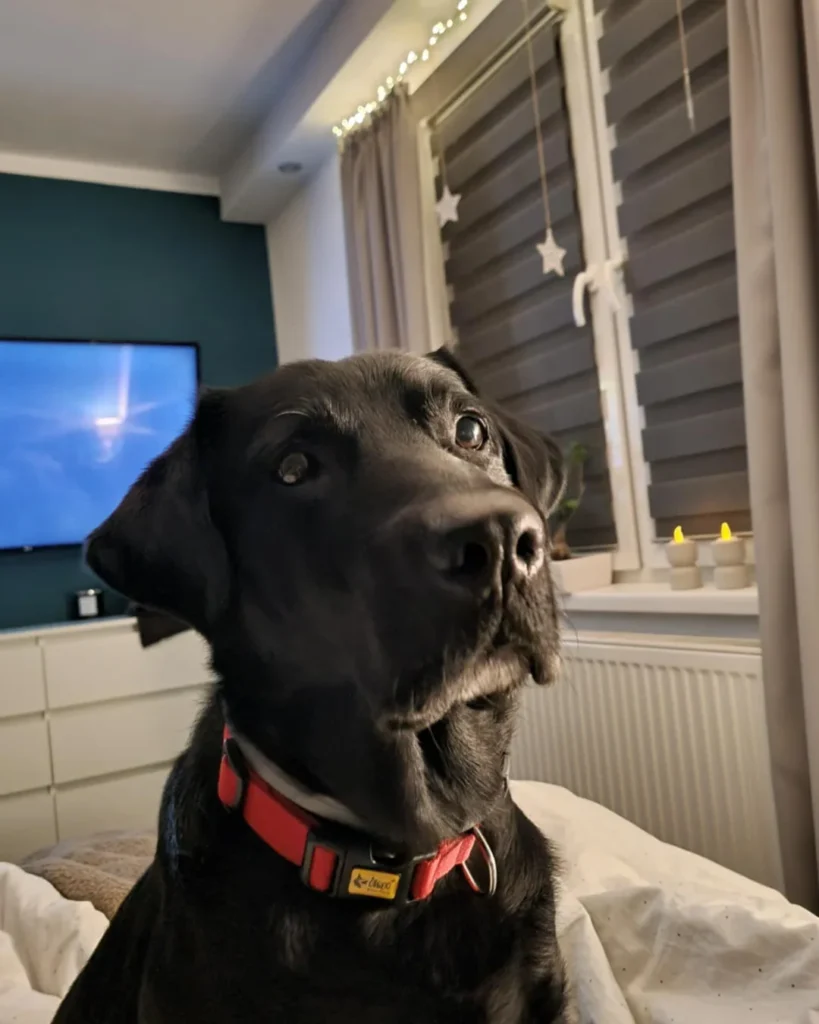 Image source: Instagram@spajki_gucci