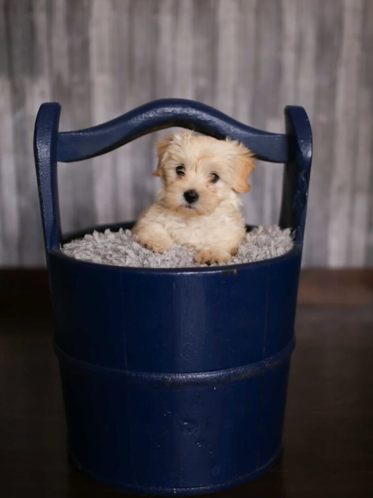 Instagram@aleighphotographynb