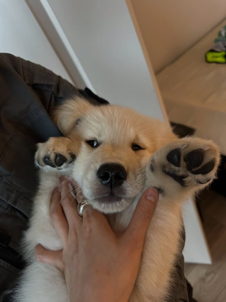 Instagram@sodathegoldenpup