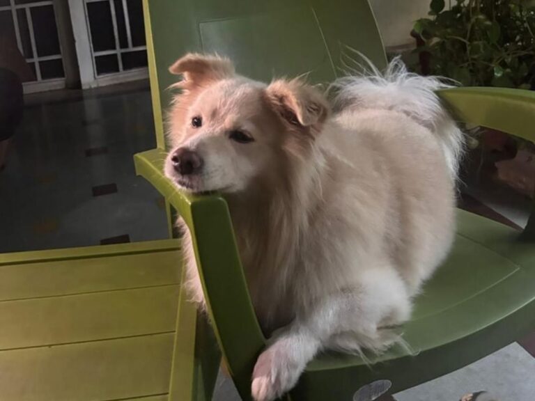 stress reducing environment for pets