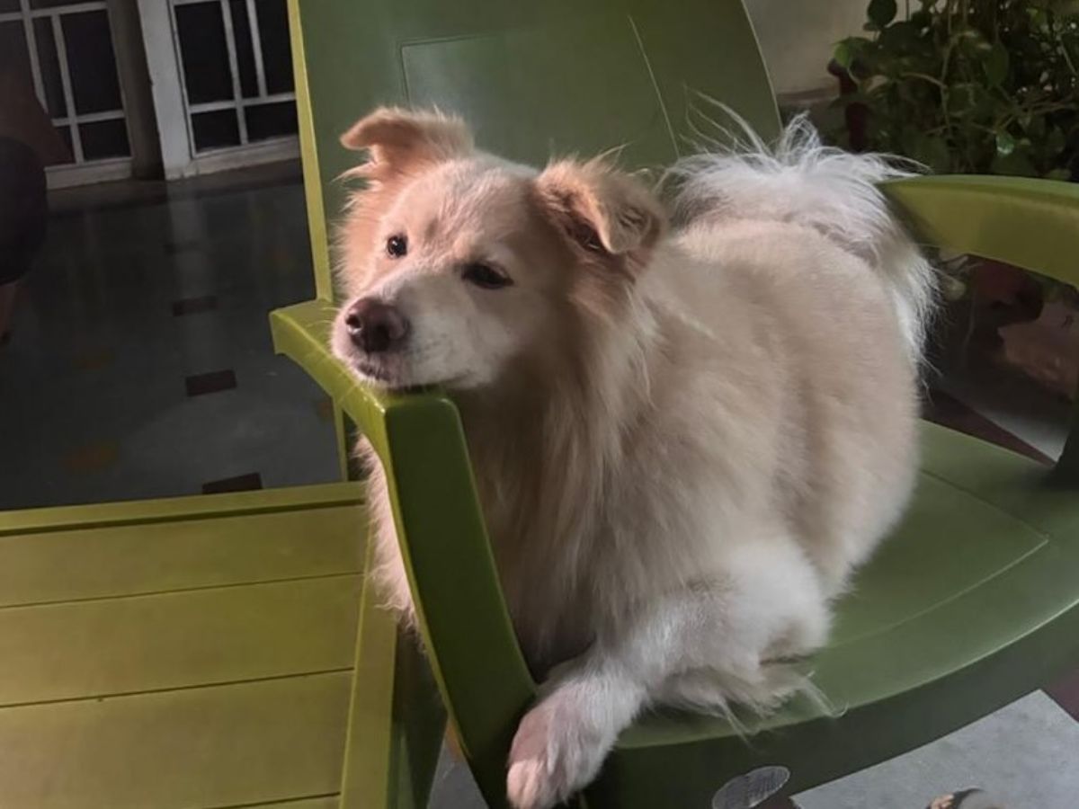 stress reducing environment for pets