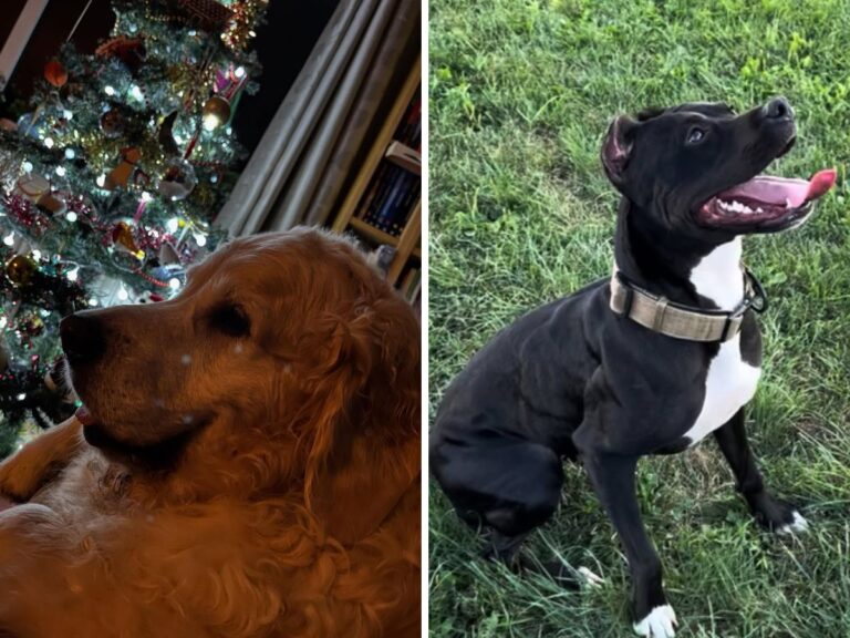 High-Energy vs Low-Energy Dog Breeds: What Owners Should Know