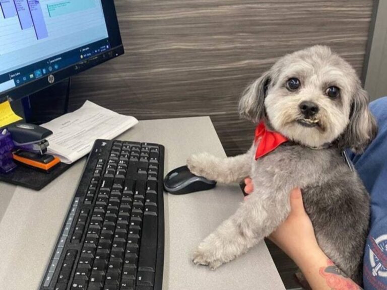 Training Tips for First-Time Pet Owners: What Actually Helps in Real Homes