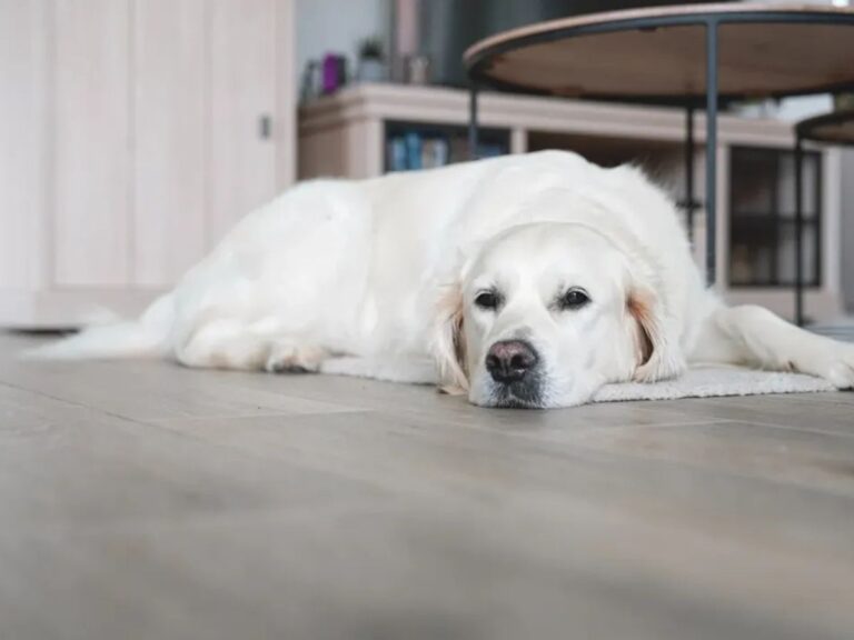 The Ultimate Guide to Creating a Pet-Friendly Home