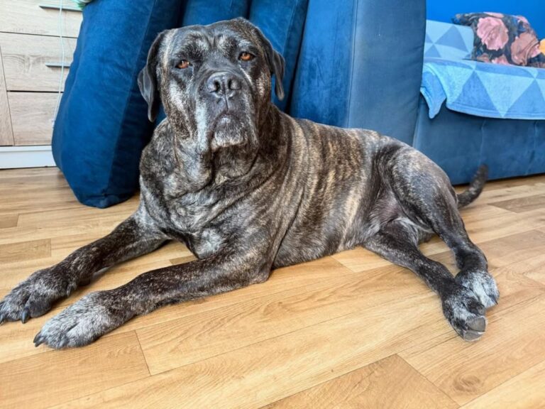 heathy boundaries with pets