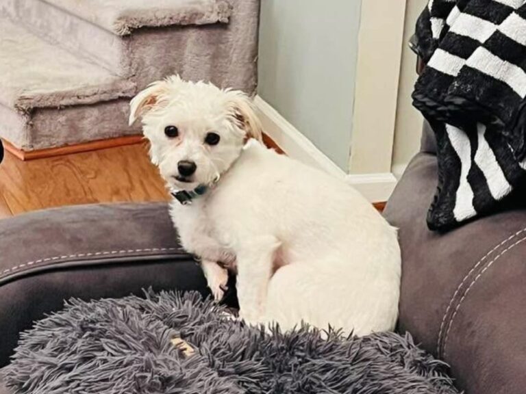 How Environment Influences Pet Behavior and Health