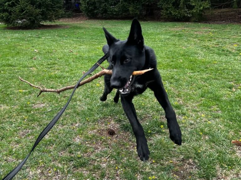 How Routine Impacts Long-Term Pet Well-Being