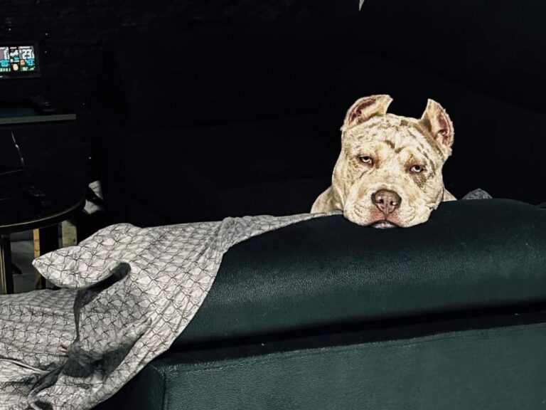 How Small Daily Choices Impact Long-Term Pet Well-Being