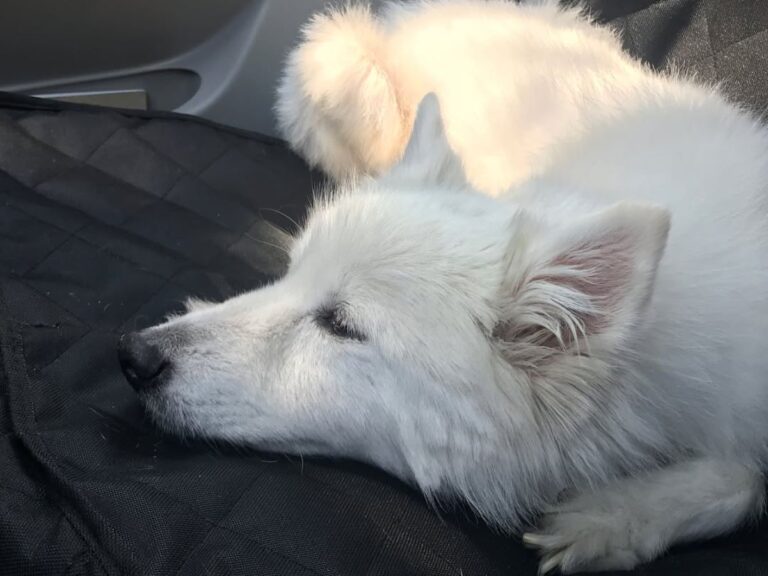 How Pets Communicate Discomfort Before It Becomes Obvious