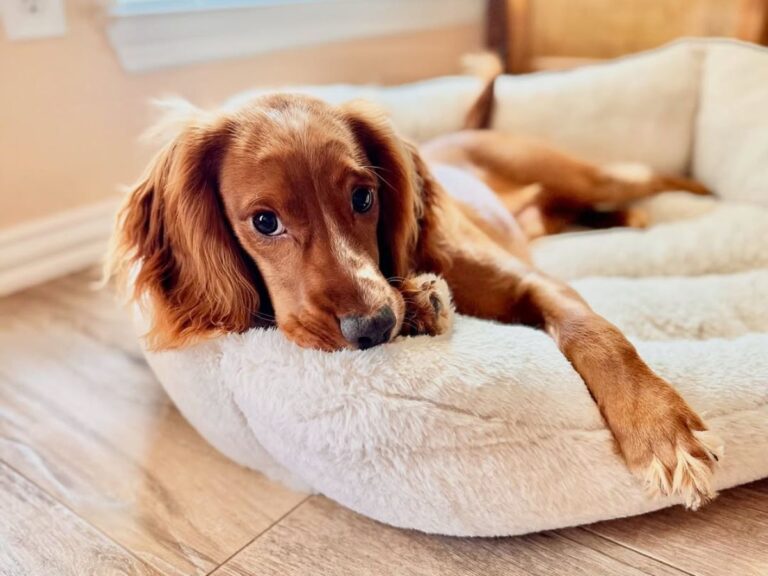 Why Some Pets Become More Clingy Over Time