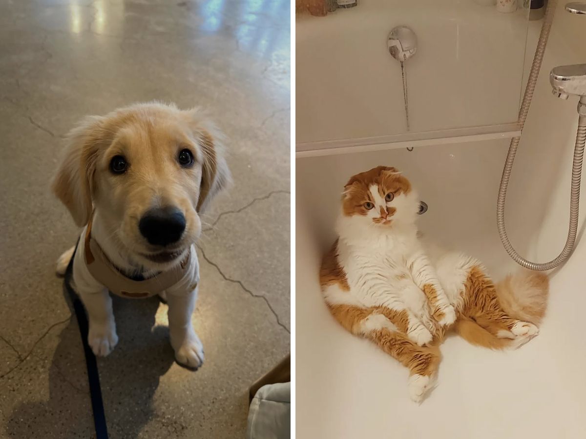 early signs of illness in pets