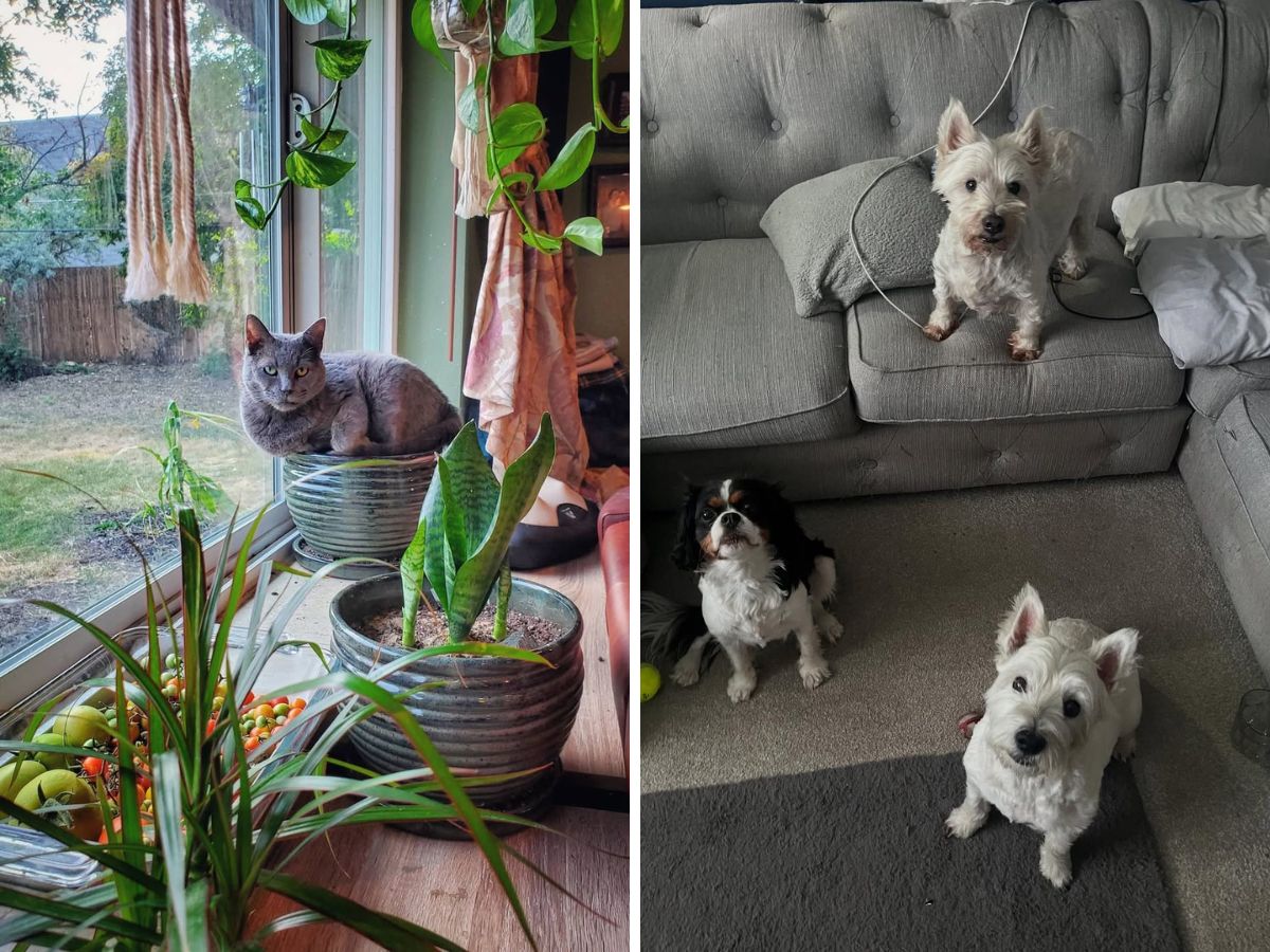 household items that are dangerous for pets