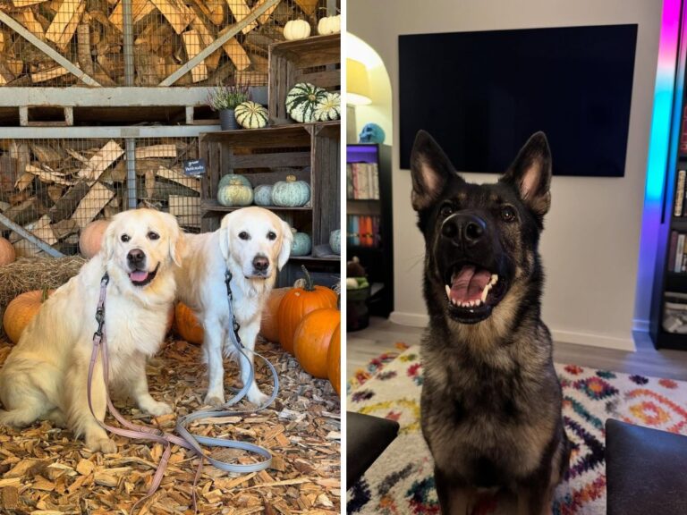 caring for a rescue pet