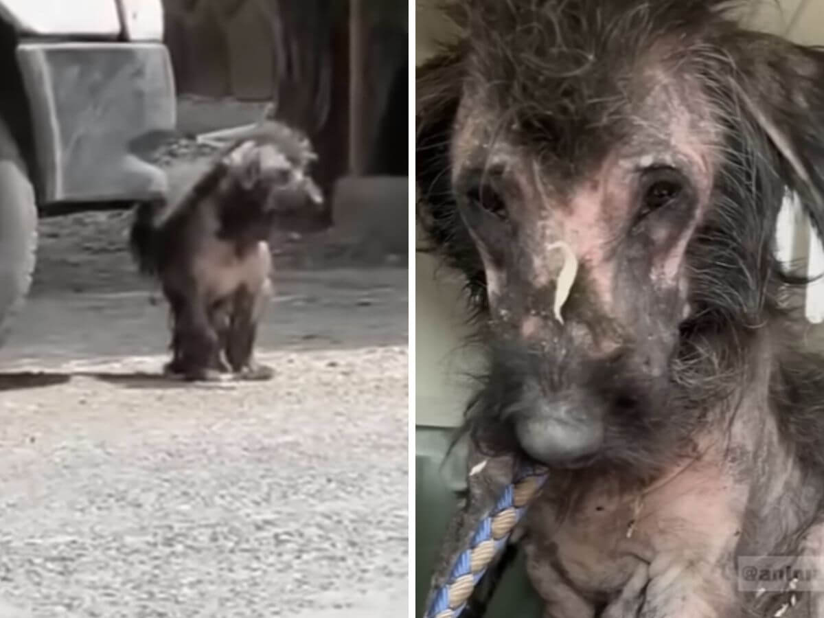 Lilian's rescue story