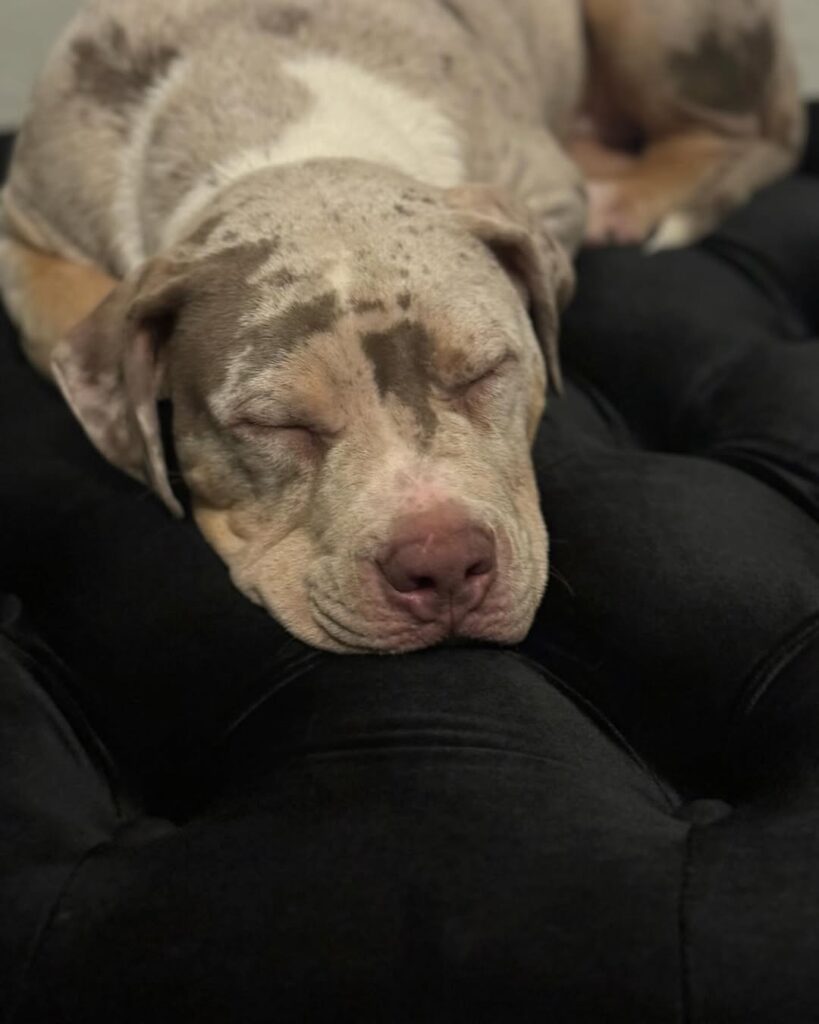 Image source: Instagram@undisputabullz.prodigy_backup