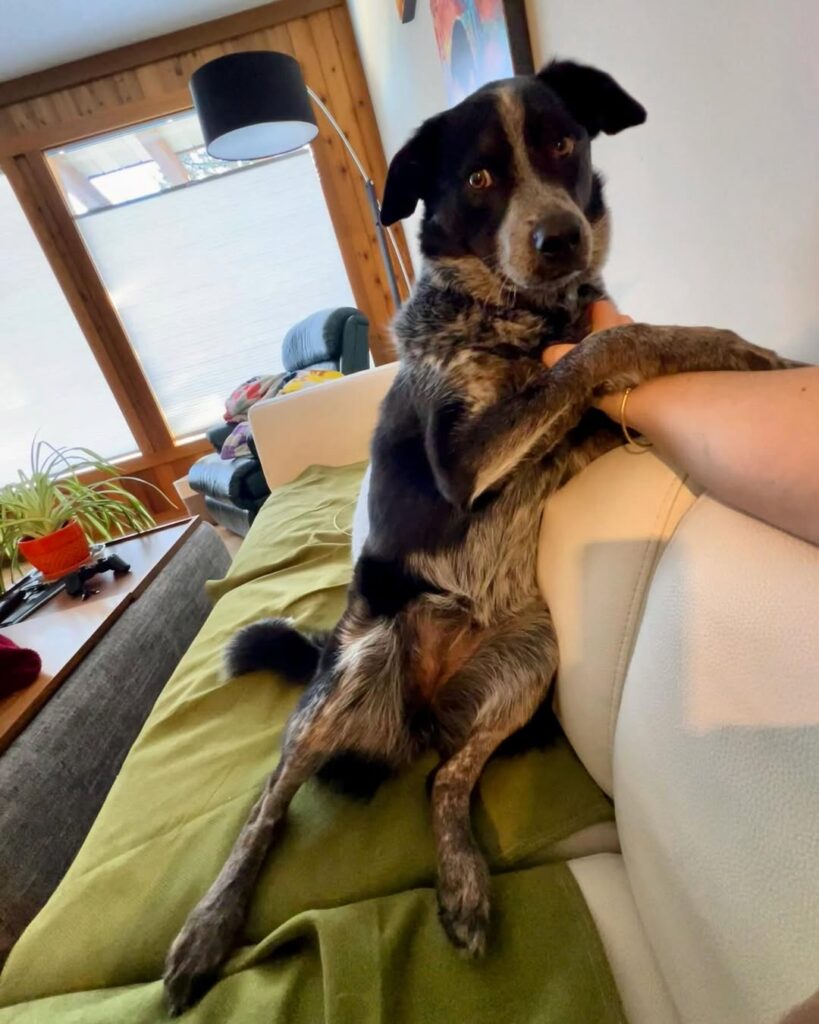 healthy boundaries with pets