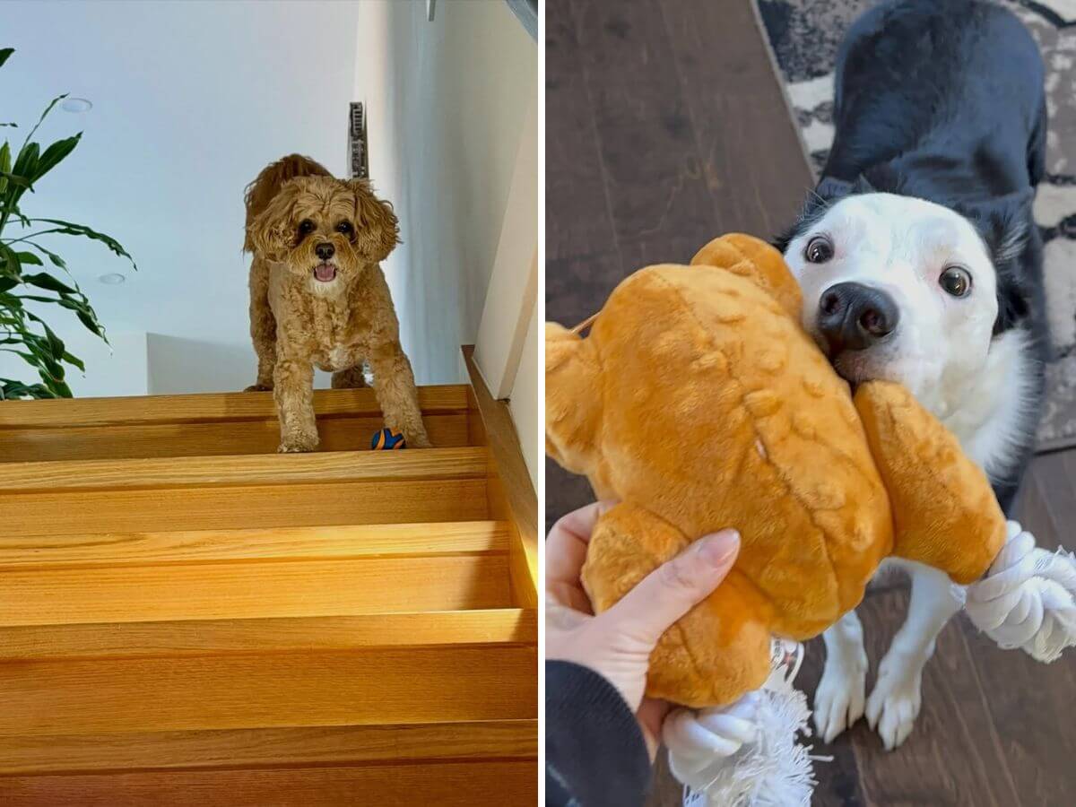 balance work life pet care