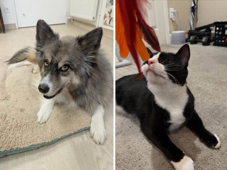 balancing physical and mental care for pets