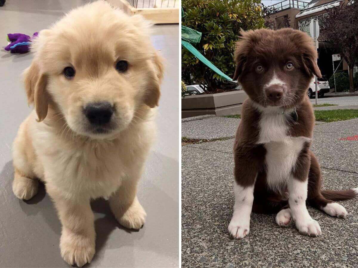 build good pet habits