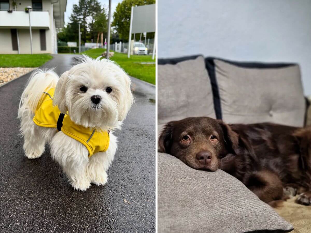 caring for pets during seasonal changes