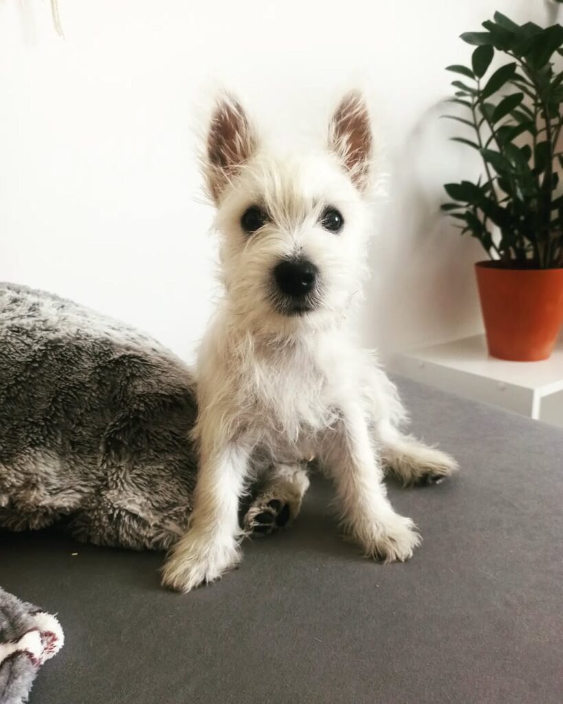 Image source: Instagram@tofik.westie