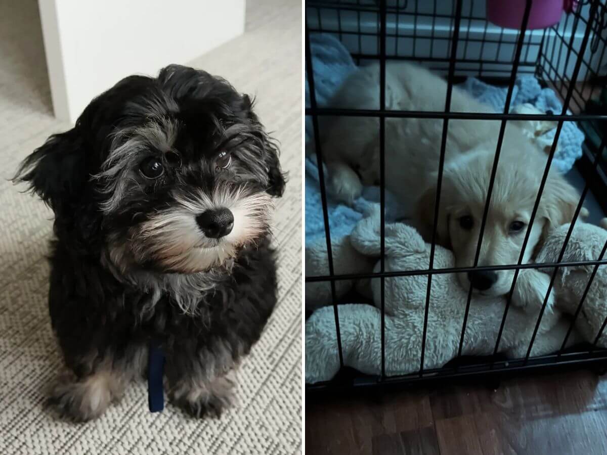 common mistakes new pet owners make