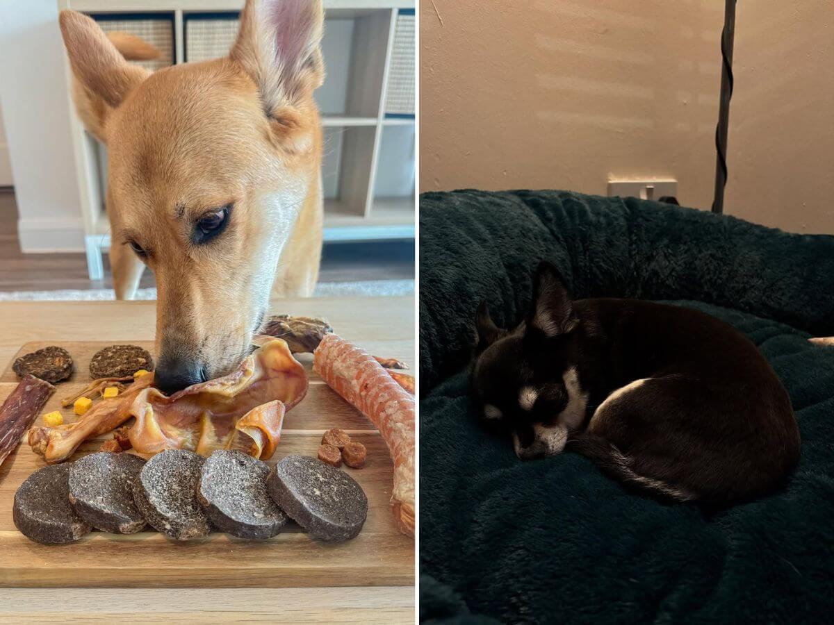 consistent routine for pets