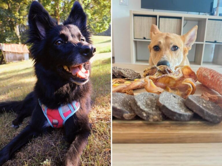 daily routine for pets