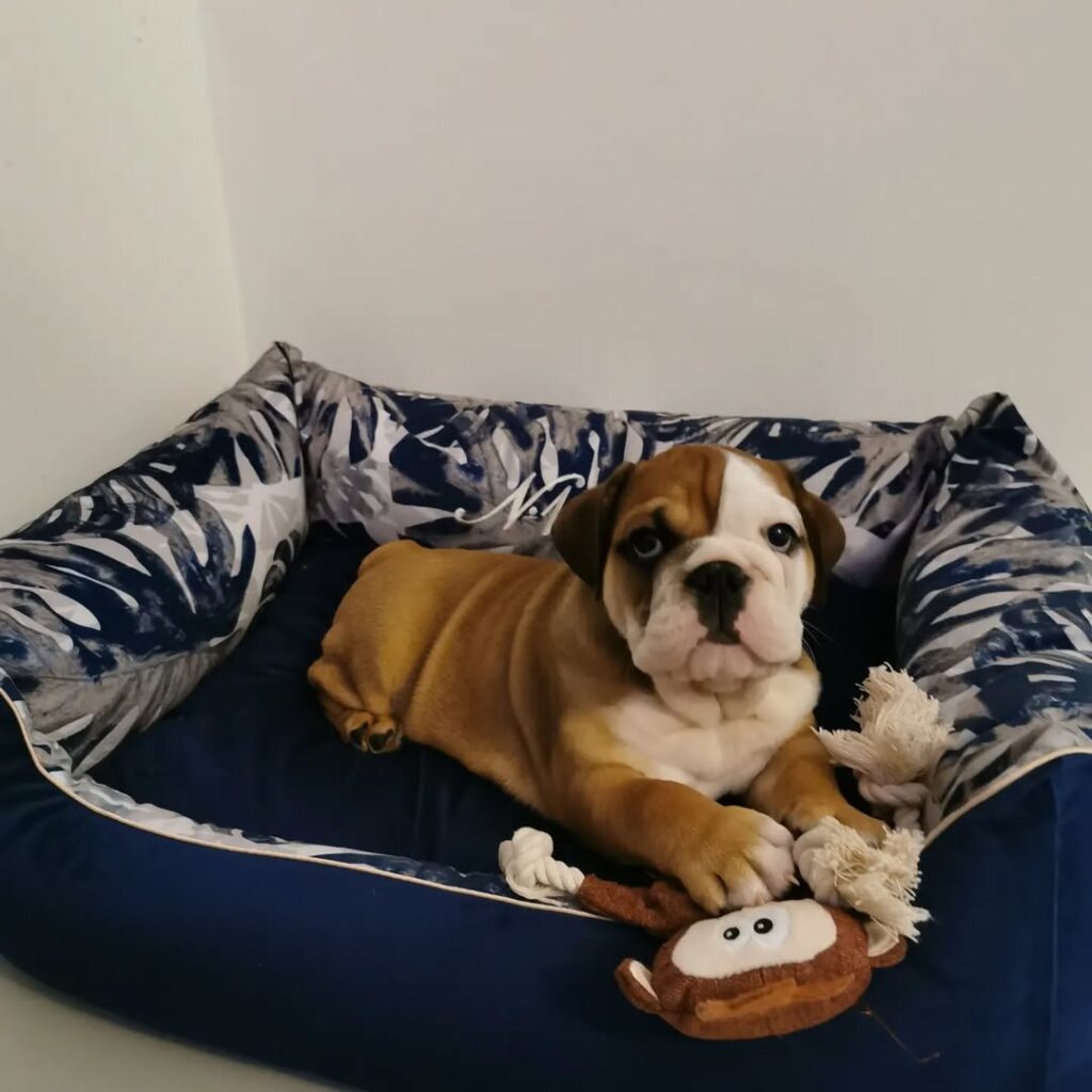 stress reducing environment for pets