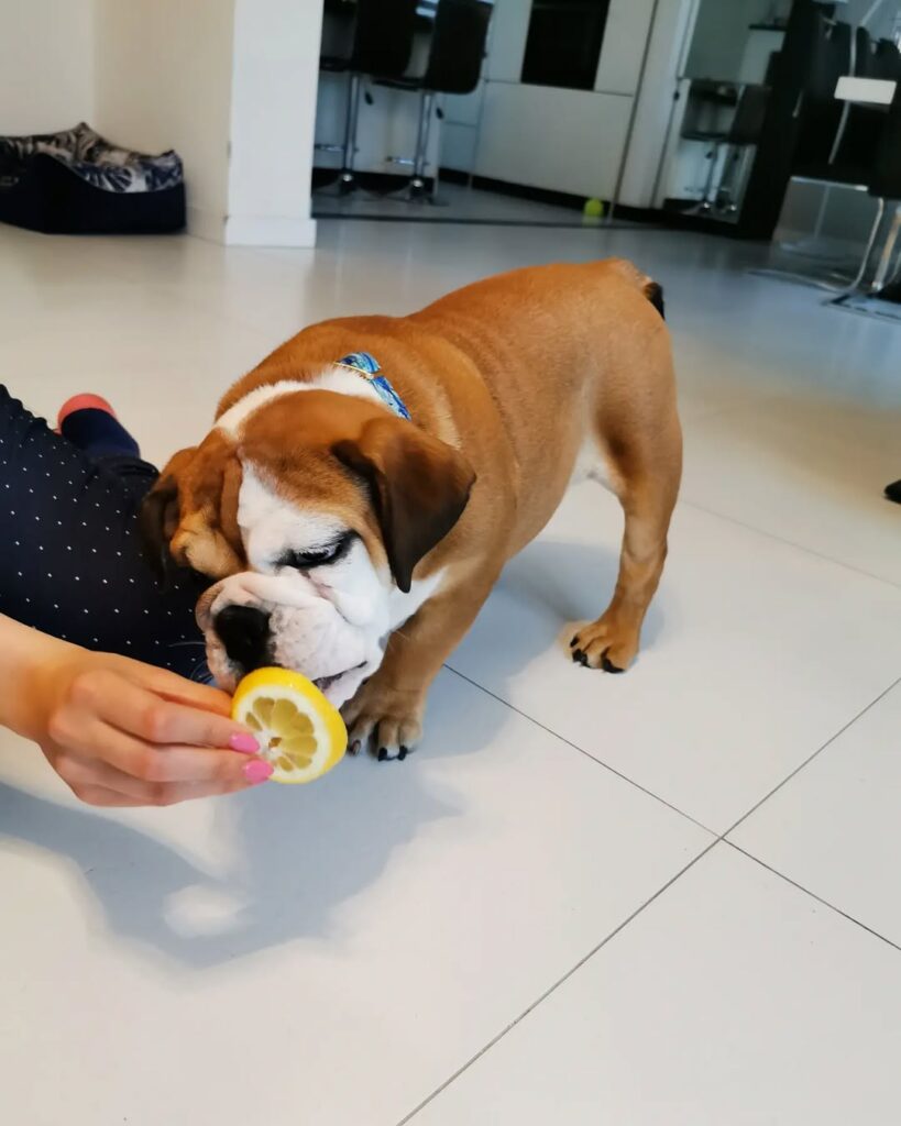 Image source: Instagram@bulldog_lolka