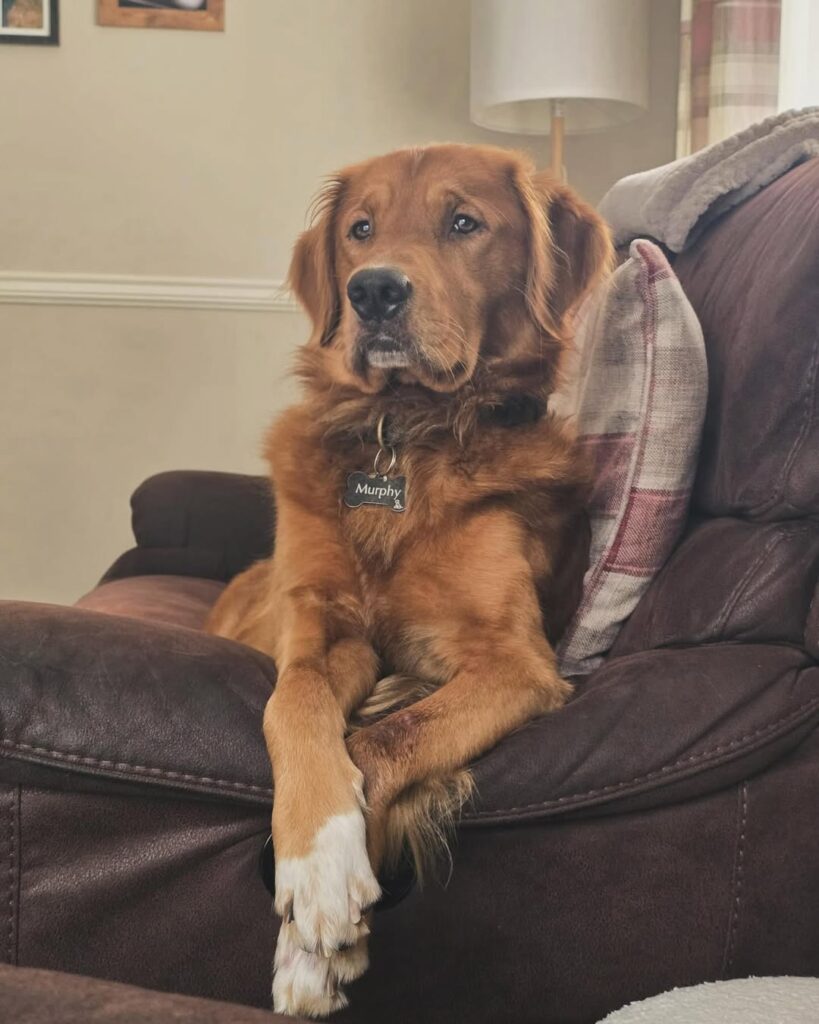 Image source: Instagram@murphythegolden66