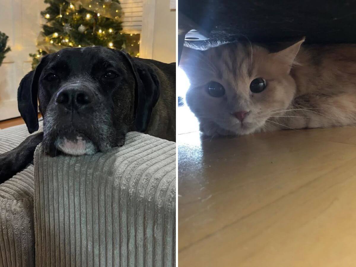 help pets adjust to a new home